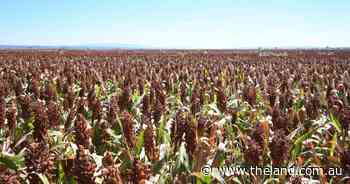 Sorghum selling to stronger prices, old crop canola prices continue to yo-yo