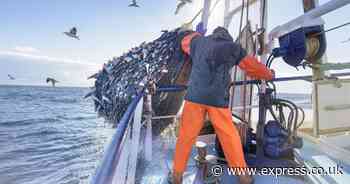Brexit fishing row as Belgian trawlermen arrested in UK waters - 'Treated like criminals'