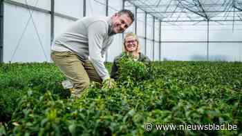 Van veeteelt naar sierteelt: Noord-Limburg teelt meer siergewassen