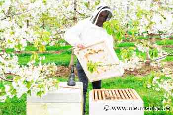 Waarom er dit jaar opvallend weinig bijenkasten op de fruitplantages staan