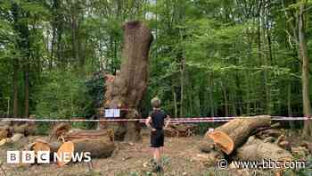Ancient oak tree cut down by Toby Carvery