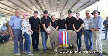 Ewe takes home prestigious supreme ribbon for just the third time in 25 years