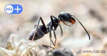 Superkolonien: Eingeschleppte Ameisenart ist im Raum Hannover aufgetaucht