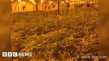 Two charged over £400k-worth of cannabis plants