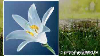 André VOLDERS, 86 jaar