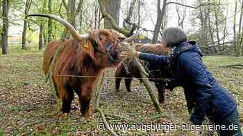 Warum mitten in Augsburg zwei schottische Hochlandrinder leben