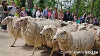Lier verwelkomt zijn wolligste inwoners: schapen keren terug naar Lier met feestelijke stoet