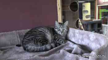 ‘A cats dream’: een kattenpension in Landsmeer (video)