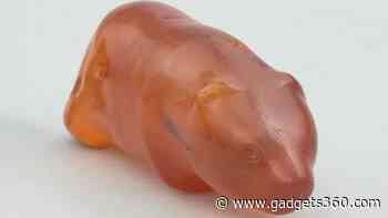 Ancient Amber Bear Figurine from Poland Linked to Stone Age Beliefs