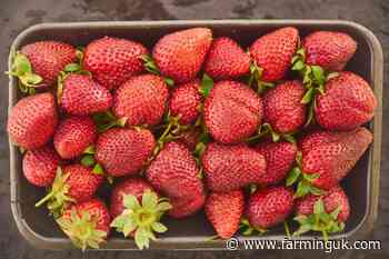 Co-op leads the way with early launch of UK-grown strawberries