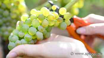 Wein: Weltweiter Konsum fällt auf niedrigsten Stand seit Jahrzehnten