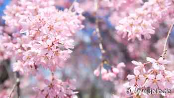 Wochenhoroskop: Das erwartet alle Sternzeichen bis zum 20. April