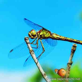 Excursie 'Flora, vlinders en libellen' vanuit de PIWG
