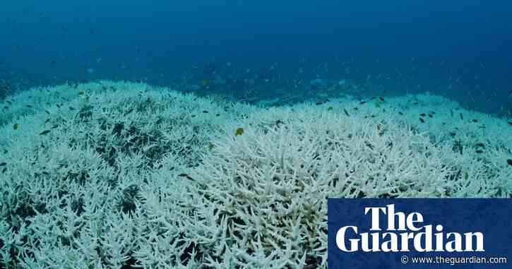 Australia’s next government may be Great Barrier Reef’s last chance after sixth mass bleaching, conservationist says