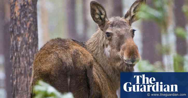 Millions tune in for three-week live stream of Sweden’s moose migration