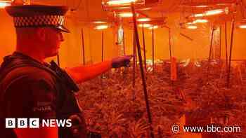 Two arrests as police seize 500 cannabis plants