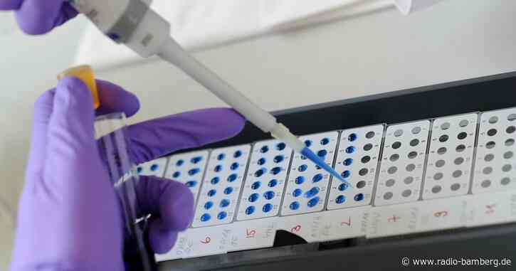 Anstieg bei Hantavirus-Erkrankungen in Bayern