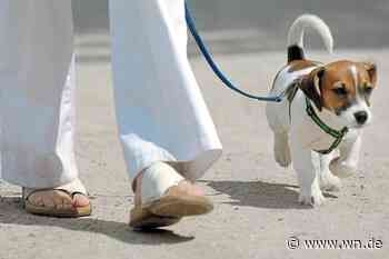 So viel Hundesteuer zahlen Münsteraner im Vergleich