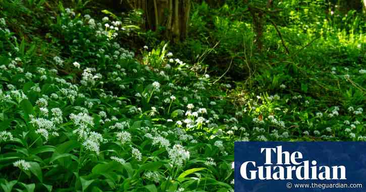 Country diary: A carpet of green to rouse beasts unseen | Derek Niemann