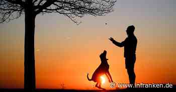 Mehr als sieben Milliarden für Haustiere - Branche stabil