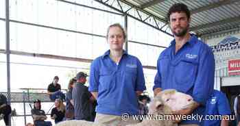 Structural correctness and wool quality see ram win autumn shorn class