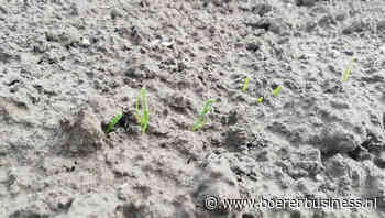 Neerslag helpt telers, maar niet overal valt regen