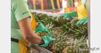 Schaarste in sapindustrie drijft prijs Costa Ricaanse ananas op