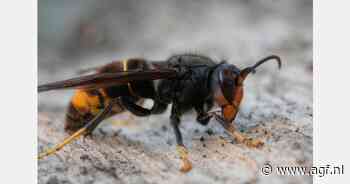 Sint-Truiden schakelt inwoners in tegen Aziatische hoornaar: fruitsector bedreigd