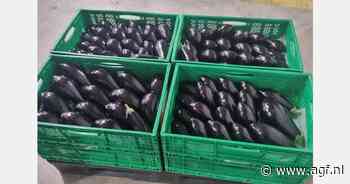 Opnieuw Spaanse klasse II aubergines op de markt