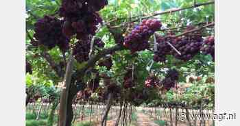 "Tekort aan rode pitloze druiven verwacht aan het begin van het seizoen"