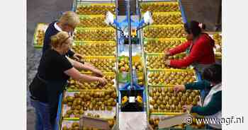 Eerste Zespri kiwi's arriveren in Zeebrugge