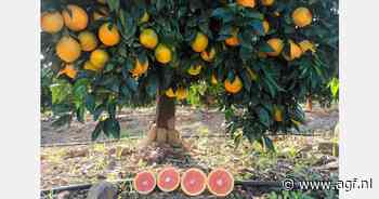 "Groei consumptie bloedsinaasappelen verwacht in Europa"