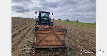 Zwitserse telers investeren in teelt en wasinstallatie zoete aardappelen
