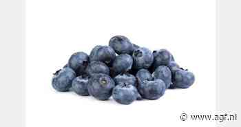 BelOrta en Coöperatie Hoogstraten gaan gezamenlijk blauwe bessen vermarkten