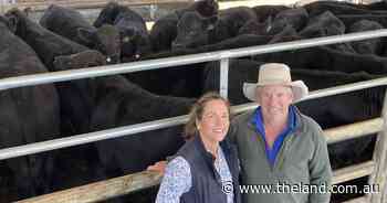 Armidale weaner cattle set the pace for season prices and weight for age