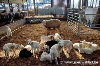 Lammetjesdag op bioboerderij De Zwaluw: “Meer dan genoeg om mee te knuffelen”