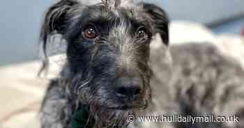 Meet Frankie - the dog who is 'desperate for a loving home'