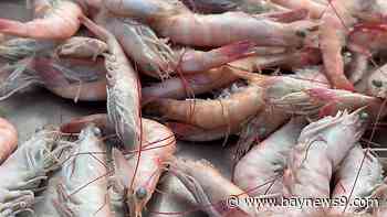 Future of Cross Bay Ferry, red light cameras in Bartow and Tampa shrimpers hopeful tariffs have positive impact