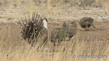Why Spring Is Perfect For Sage Grouse Watching In Wyoming