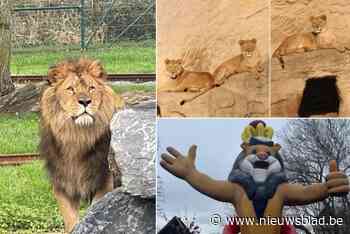 Nestor krijgt drie nieuwe leeuwinnen om mee te kweken na dood Maya en euthanasie Numa in Bellewaerde Park: “Nulrisico bestaat niet”