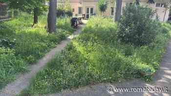 Nell'asilo nido erba alta e un buco nel soffitto: "I bambini stanno in una giungla"