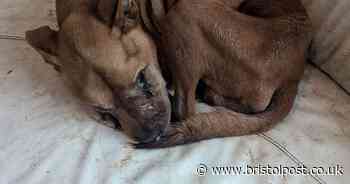 15-year animal ban for Bristol woman who left her seriously ill dog to starve