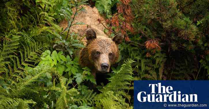 Romania promises laws to deal with brown bears as population estimate doubles