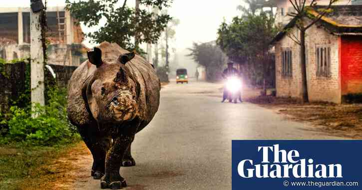 Sauntering on streets and grazing on lawns: what happens when rhinos move into town?