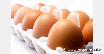 Kiesweizer voor hulp bij kiezen van (Paas)ei