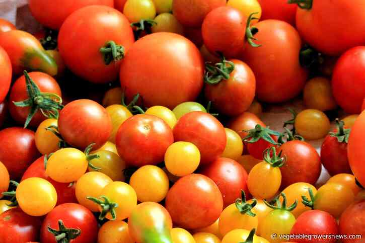 Tomato growers applaud tomato suspension agreement termination