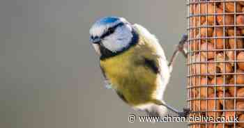 Gardeners with bird feeders warned of 'dangerous mistake' to avoid