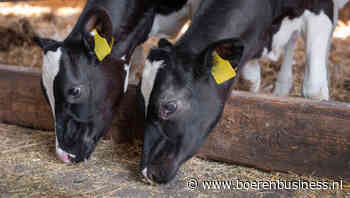 Van Loon en Eko Holland starten bio kalverketen