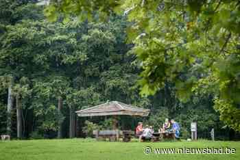 Amerikaanse eiken massaal uitgedund in Meetshovenbos: “Dit is beter voor de biodiversiteit”