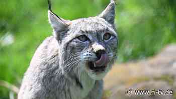 Wolf vs. Luchs: Gibt es ein "Problem-Tier" in Rheinland-Pfalz?